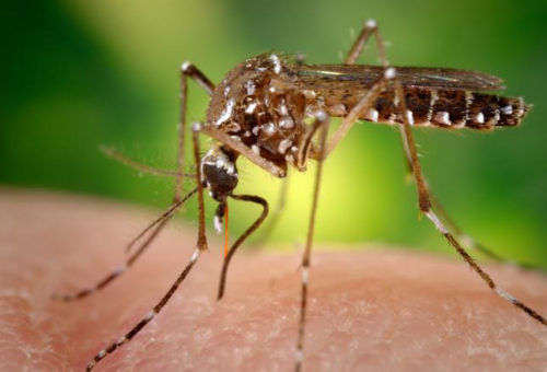 female Aedes aegypti mosquito obtaining a blood meal from a human