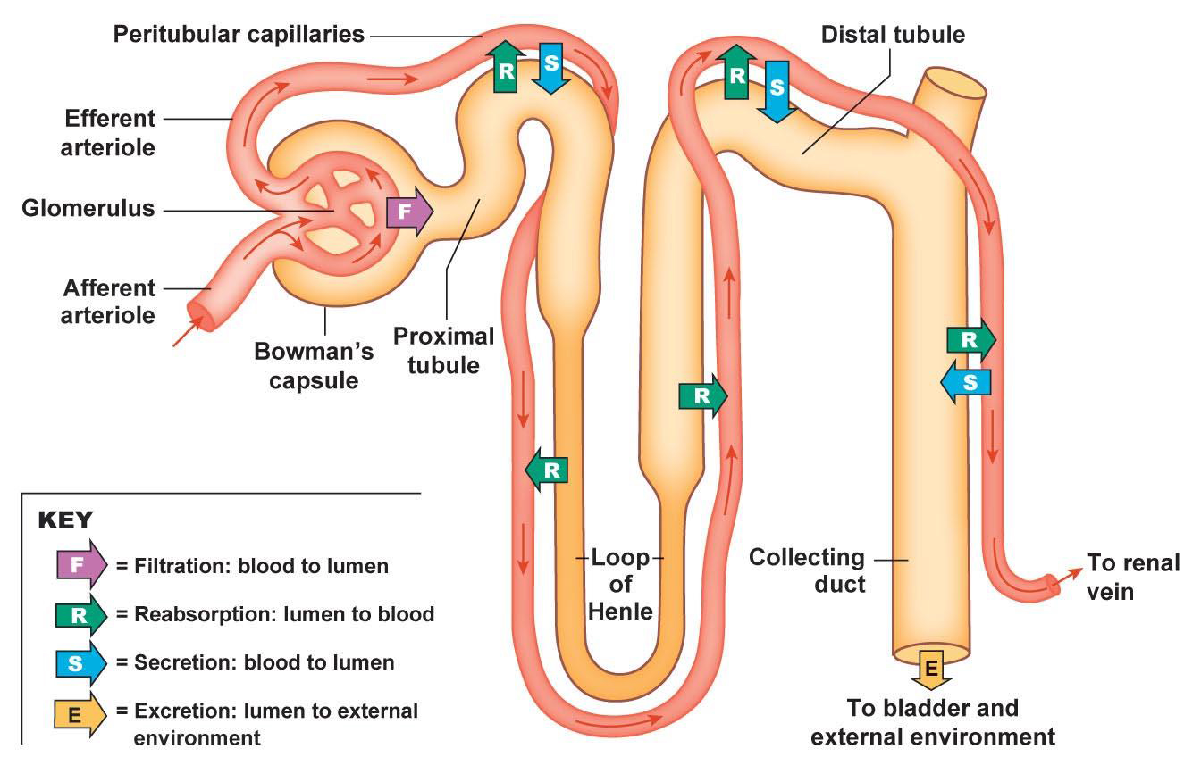 Graphic of kidney collecting tubules and functions