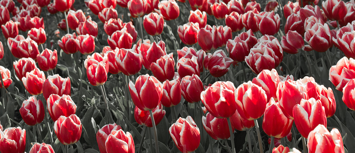 The Red James Parkinson tulip, representing the fight against Parkinson's Disease