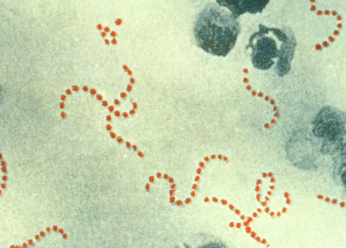 Gram positive beta-hemolytic streptoccus, the cause of scarlet fever and a host of other maladies.