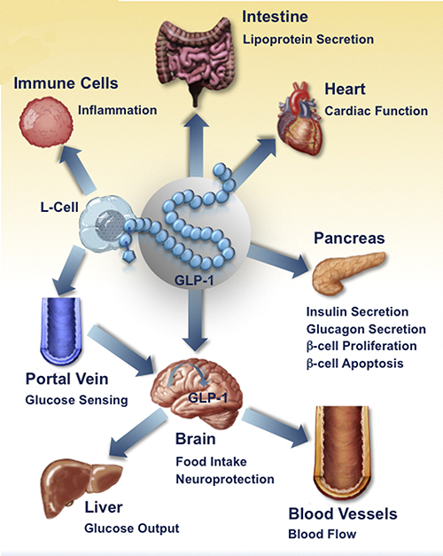 Effects of Glucagon-like Protein-1