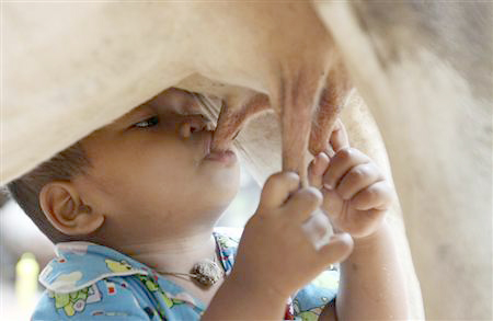 Toddler farm boy sucking directly from a cow