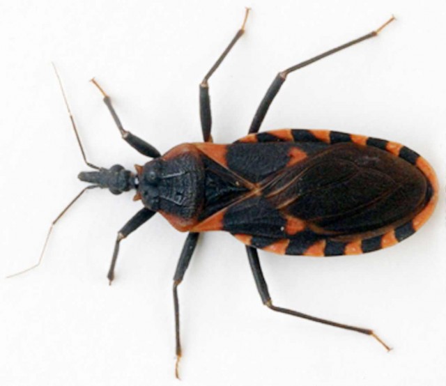 Kissing bug responsible for chagas disease