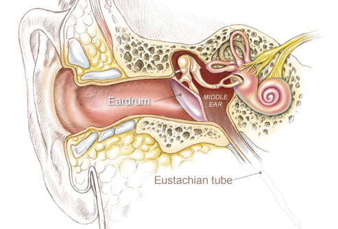 Ear, showing the middle ear drained by the Eustachian tube